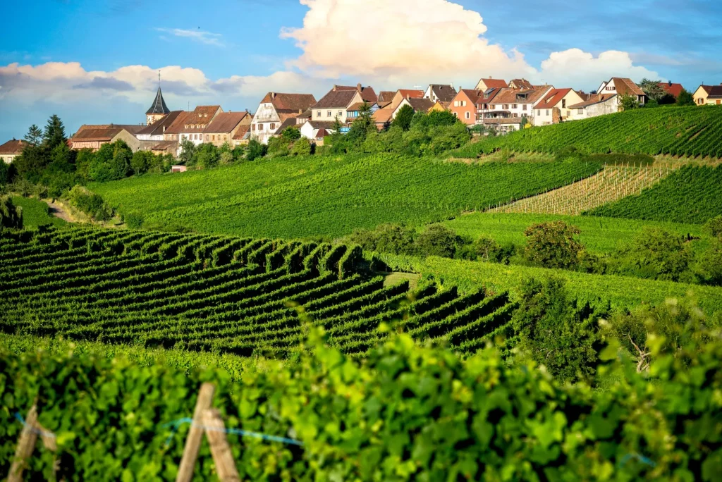 Landskap vingårdar av vinväg. Frankrike, Alsace