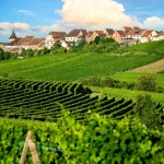 Paisaje viñedos de ruta del vino. Francia, Alsacia